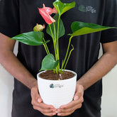 Anthurium Candy cane, with 5.5 Inches white Decor pot.